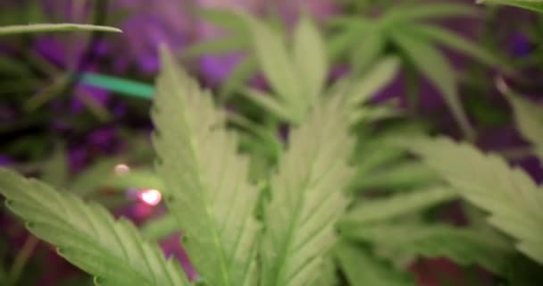 温室内の大麻の緑の葉 クローズアップ マリファナの合法的な栽培 — ストック動画