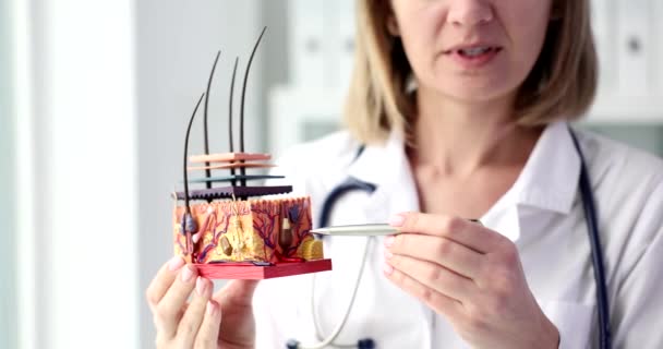 Kvinnan Läkare Visar Modell Hårsäckar Närbild Dermatologutbildning Trikologi — Stockvideo