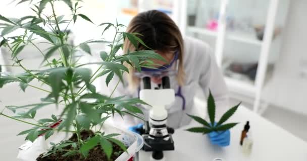 Scientifique Chimiste Regardant Microscope Sur Fond Plante Marijuana Laboratoire Concept — Video