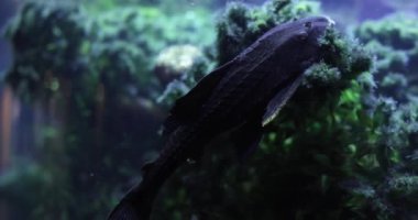 Enayi yayın balığı mı yoksa sıradan bir pleco hipotezostomus mu? Akvaryum balığı konsepti