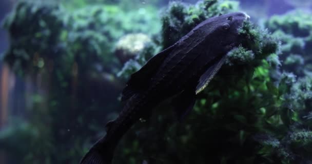 Poisson Chat Meunier Hypostomus Plecostomus Commun Concept Poisson Aquarium — Video