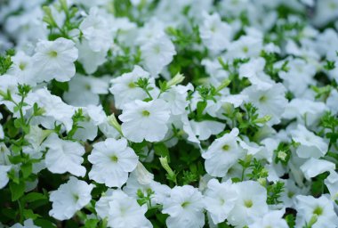 Bahçenin arka planında büyüyen beyaz petunya çiçekleri. Peyzaj tasarımı kavramı