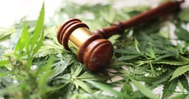 Yargıç Tokmak ile esrar ve marihuana yaprağı. Yasalar ve marihuananın yasallaştırılması