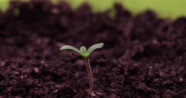 Green Marijuana Sprout Growing Pot Closeup Hyperlapse Timelapse Sequence Growing — Stock Video
