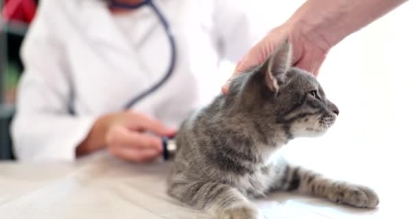 Vétérinaire Écoute Chat Pelucheux Avec Stéthoscope Lors Rendez Vous Clinique — Video