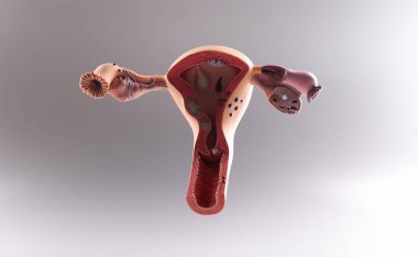 Rahmin ve yumurtalıkların anatomik modeline yakın çekim, kadın üreme organları. Sağlıklı kadın üreme sistemi, ilaç, gebelik, eğitim kavramı