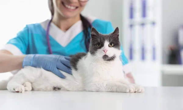 Tierärztin Schutzhandschuhen Streichelt Katze Nahaufnahme Behandlung Und Prüfung Des Haustierkonzepts lizenzfreie Stockfotos