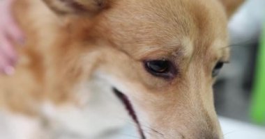 Galli Corgi 'nin ağzı kahverengi gözlü zencefildir. Welsh corgi pembroke kavramının doğası ve karakteristiği