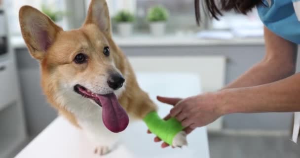 獣医師の包帯は犬の足を痛めている スプレインで犬を助け コンセプトを破壊 — ストック動画