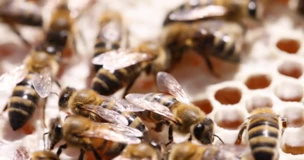 Včelí Rodina Plástech Sbírám Zlatý Med Jídlo Včelařské Produkty Včelařské — Stock video