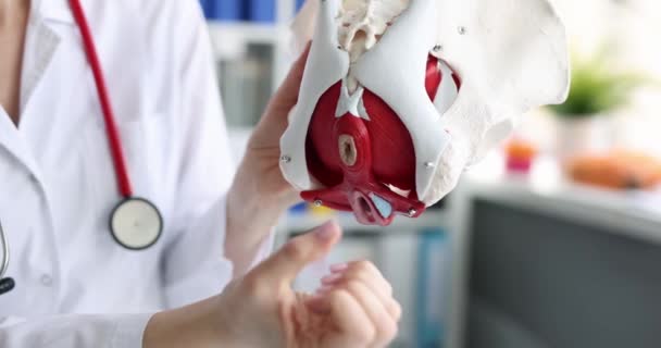 Doctor Holds Human Medical Anatomical Female Pelvis Model Close Gynecologist — Stock Video