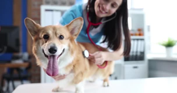 Жінка Ветеринар Слухає Легені Собаки Зблизька Повільно Рухаючись Коргі Іспиті — стокове відео