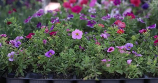Filizler Için Paletlerde Çiçek Açan Bitkiler Yakın Çekim Yavaş Çekim — Stok video