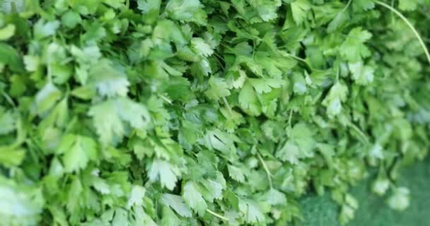 Zelené Listy Petržele Velká Banda Detailů Užitečná Čerstvá Zelenina Salát — Stock video