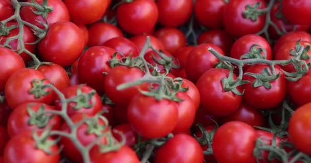 Rote Cocktailtomaten Auf Einem Zweig Großaufnahme Frisches Rundes Gemüse Kirschtomaten — Stockvideo
