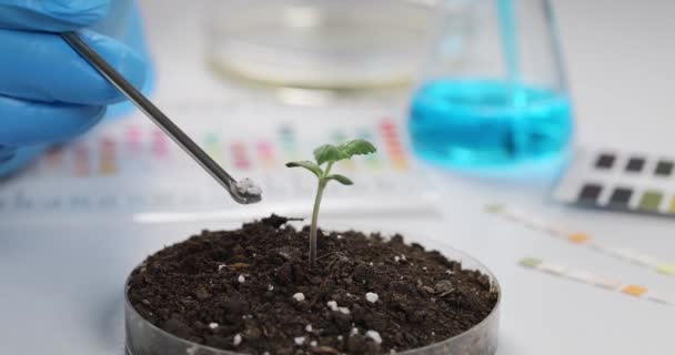 化学者は芽で土に肥料を加え クローズアップします 農業との実験 — ストック動画
