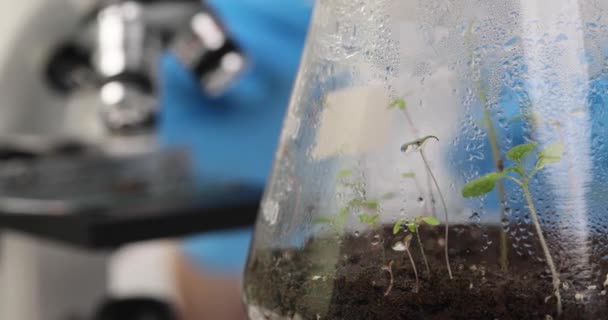 研究室では マイクログリーンは試験管内で成長し クローズアップされます 植物の繁殖 浅い焦点 — ストック動画