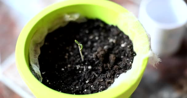 Küçük Filizli Filizler Içinde Yetişiyor Bahçe Yetiştirme Çiçekleri Konsepti — Stok video