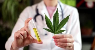 Bilim adamı, biyolojik ve ekolojik bitkisel yağdan oluşan bir test tüpü tutuyor. Tıpta kenevir yağı