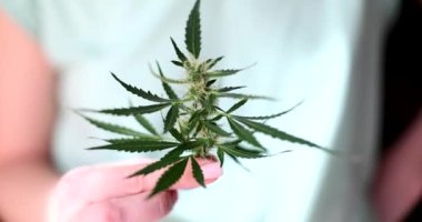 Kadın eli yeşil kenevir yaprağını filizli ve yapraklı tutuyor. Marihuana yetiştirme