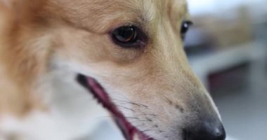 Gal Corgi safkan evcil köpek ağızlığı. Hayvan bakımı konsepti