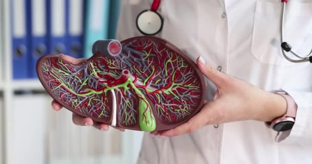 Доктор Тримає Штучну Модель Печінки Людини Крупним Планом Фільм Повільний — стокове відео
