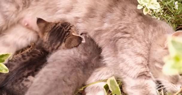 Gatinhos Recém Nascidos Adoráveis Sugam Leite Mãe Gato Gatinhos Brincam — Vídeo de Stock