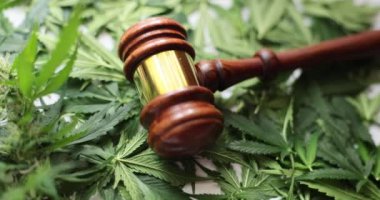 Yargıç Gavin, yeşil marihuana yapraklarıyla yakından ilgileniyor. Kanun hükmü ve tıbbi esrar