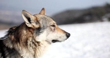 Kış manzarasındaki meraklı kurt ya da köpeğin portresi. Yalnız kurt uzaklara bakar.