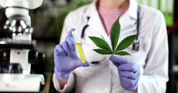 Vědec Laboratorních Testech Cbd Oleje Extrahovaného Rostliny Marihuany Lékárna Lékařského — Stock video