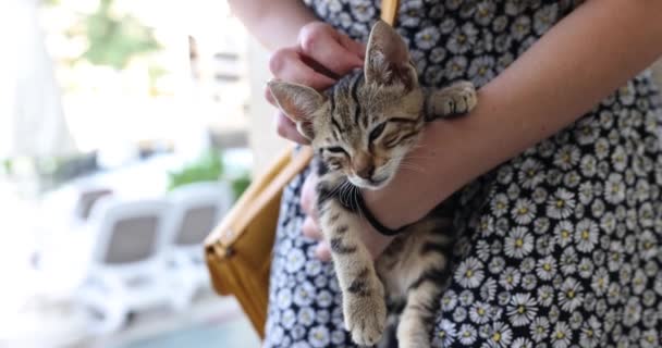 Malé Pruhované Kotě Ženských Rukách Parku Dobrovolnictví Záchrana Zvířat Bez — Stock video