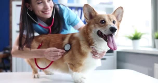 Βετεράνος Εξετάζει Οξεία Σκυλί Στενή Κλινική Επάνω Έννοια Ημέρας Εμβολιασμού — Αρχείο Βίντεο