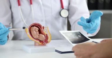 Doktor hamile kadının ultrason taramasını ve bebek ceninin anatomisini gösteriyor. Hamilelik ve hamilelik konseptinin sonu süresince sağlık kontrolü