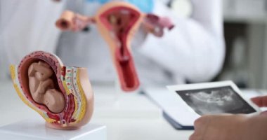 Jinekolog, fetüsün klinikte olduğunu gösteriyor. Hamilelik planı