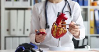 Steteskoplu kardiyolog insan kalbinin modelini elinde tutuyor ve yapısını açıklıyor. Kardiyovasküler sistem hastalığı