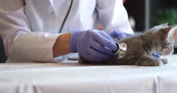 Γκρι Γατάκι Εξετάζεται Από Κτηνίατρο Στην Κλινική Heartbeat Γάτες Συμπτώματα — Αρχείο Βίντεο