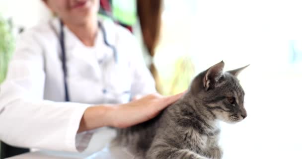 Veterinarian Puts Gray Cat Reception Veterinary Clinic Providing Medical Care — Wideo stockowe