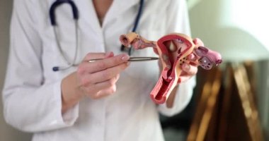 Doctor gynecologist demonstrates model of female reproductive system. Gynecological care and uterus anatomy