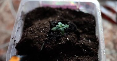 Gardener pours soil into pot with sprout closeup. Home plant growing