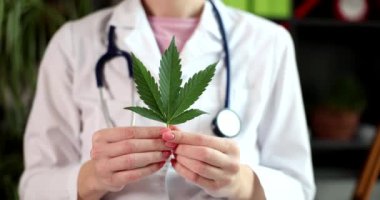 Doctor holds leaf of Sativa Cannabis plant for use of THC herbs for medicinal purposes. Treatment of diseases with marijuana
