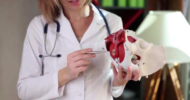 Gynecologist Shows Anatomy Location Pelvis Muscles Doctor Demonstrates Human Pelvic — Stok video