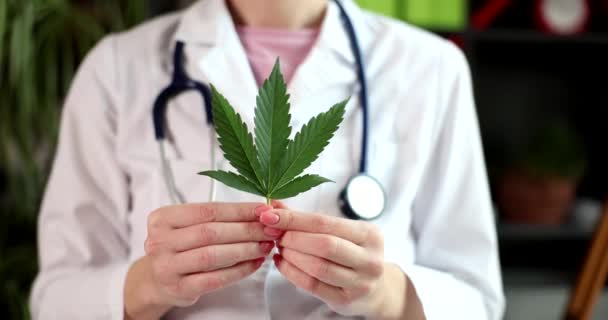 Doctor Holds Leaf Sativa Cannabis Plant Use Thc Herbs Medicinal — Wideo stockowe