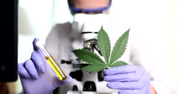 Science Lab Woman Researching Marijuana Natural Aromatic Hemp Oil Leaves — Wideo stockowe