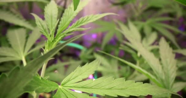 Violet Light Cannabis Lab Thc Marijuana Tree Science Lab Alternative — ストック動画