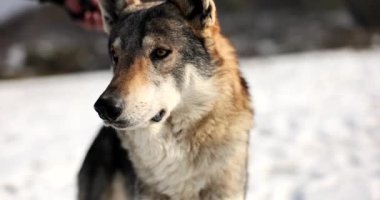 Vahşi Kurt 'u zincire vuran adam ağır çekimde. Güzel doğa vahşi hayvanlar konsepti