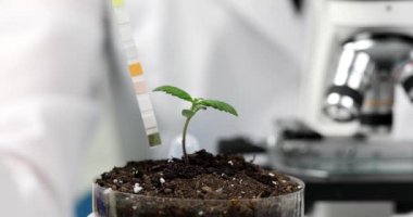 Bilim adamı kimyager petri kabında toprağın asitliliğini belirlemek için laboratuvarda litmus kağıdı kullanıyor. 4k film yavaş çekim. Genetik ve genetik mühendisliği kavramı
