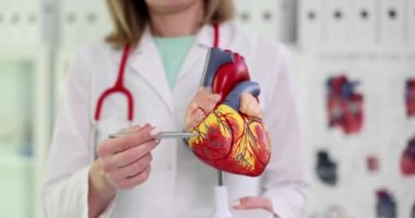 Tıp bilimi profesörü kalem yapısı ile kalp kapanış 4K film ağır çekim anatomik plastik modelini gösteriyor. Kardiyovasküler sistem konsepti hastalıklarının teşhisi ve tedavisi