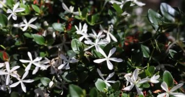 Whit, Rhododendron viskozum denilen açelya çiçeği açtı. Tatlı kokulu beyaz yıldız yasemin çiçekleri