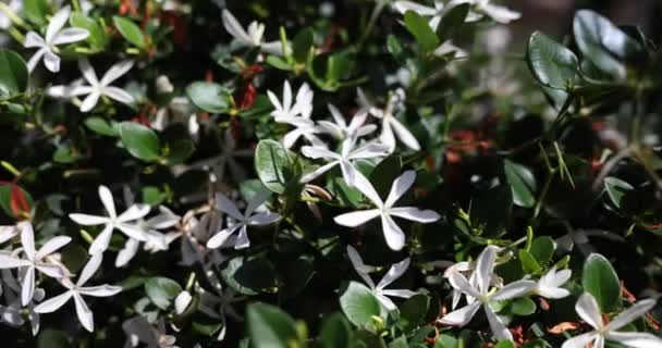 Whit Floreció Azalea Llamada Rhododendron Viscosum Dulce Olor Flores Jazmín — Vídeos de Stock