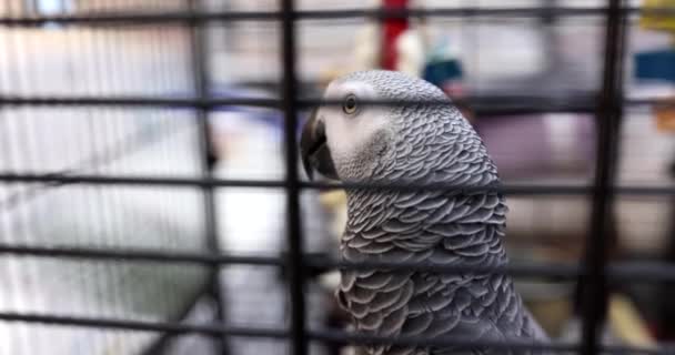 Kafesteki Gri Afrikalı Papağan Jaco Evde Papağanları Esaret Altında Tutmanın — Stok video